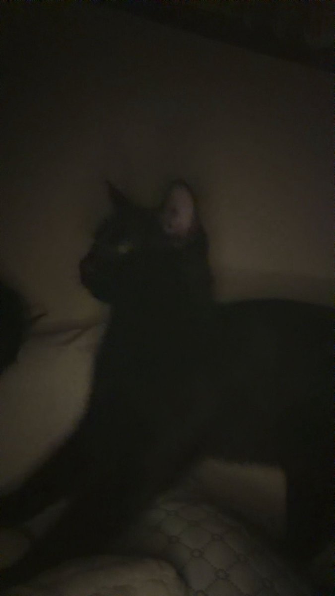 princessBex42's tweet photo. got a new kitty todayyyy😛😛 pathetic pigs should fund all of his new toys and a new cat tree. his name is könig btw. 
https://t.co/xnjT4b6ymI
#findoms #paypig #PayPigPrincess #catmom https://t.co/hjcXyEjsvR