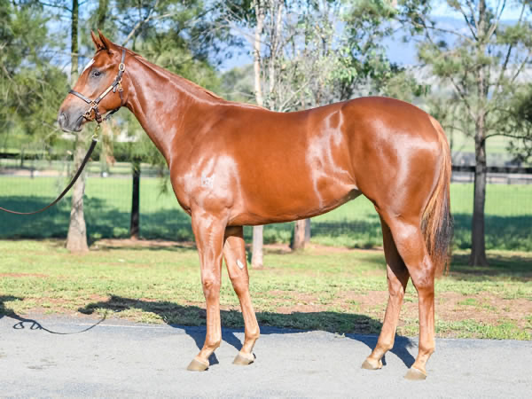 NewgateFarm's tweet photo. Another winner for CAPITALIST this weekend π
ITS KAOS was bred by @KingstarFarm and sold through the @inglis_sales HTBA to @TRBHorseRacing β¨
Congratulations to all winning connections ππ
#ItPossible
@MatthewSandblom https://t.co/B6S9SIZ48g