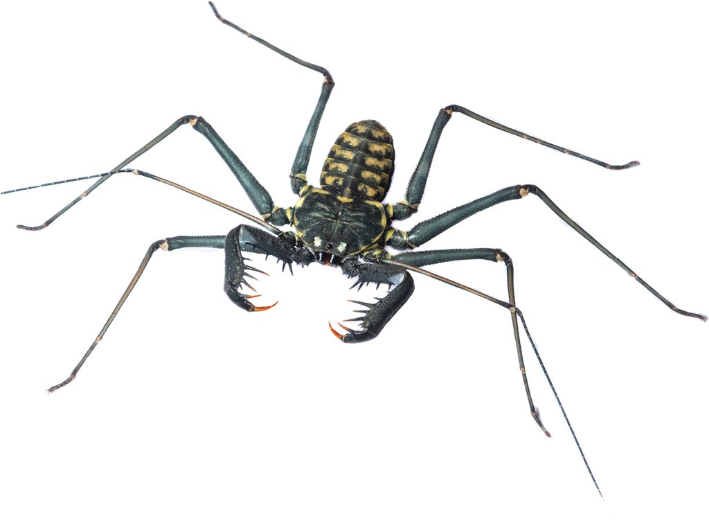 ObsNaturalistas's tweet photo. A gente normalmente lida no dia-a-dia com uns três tipos de aracnídeos: aranhas, escorpiões e às vezes a galera lembra que os ácaros/carrapatos também são.

Mas tem muitos outros grupos de aracnídeos além desses! Um deles é o dos amblipígios (foto 1), como o que está no vídeo. Parecem aranhas à primeira vista. Mas nem teia são capazes de tecer.

Existem também os opiliões, os pseudoescorpiões, os escorpiões-vinagre (foto 2), os solífugos (foto 3)... Vários bichos esquisitos que normalmente ninguém nos ensina a respeito quando somos crianças e crescemos sem saber que existem! kk