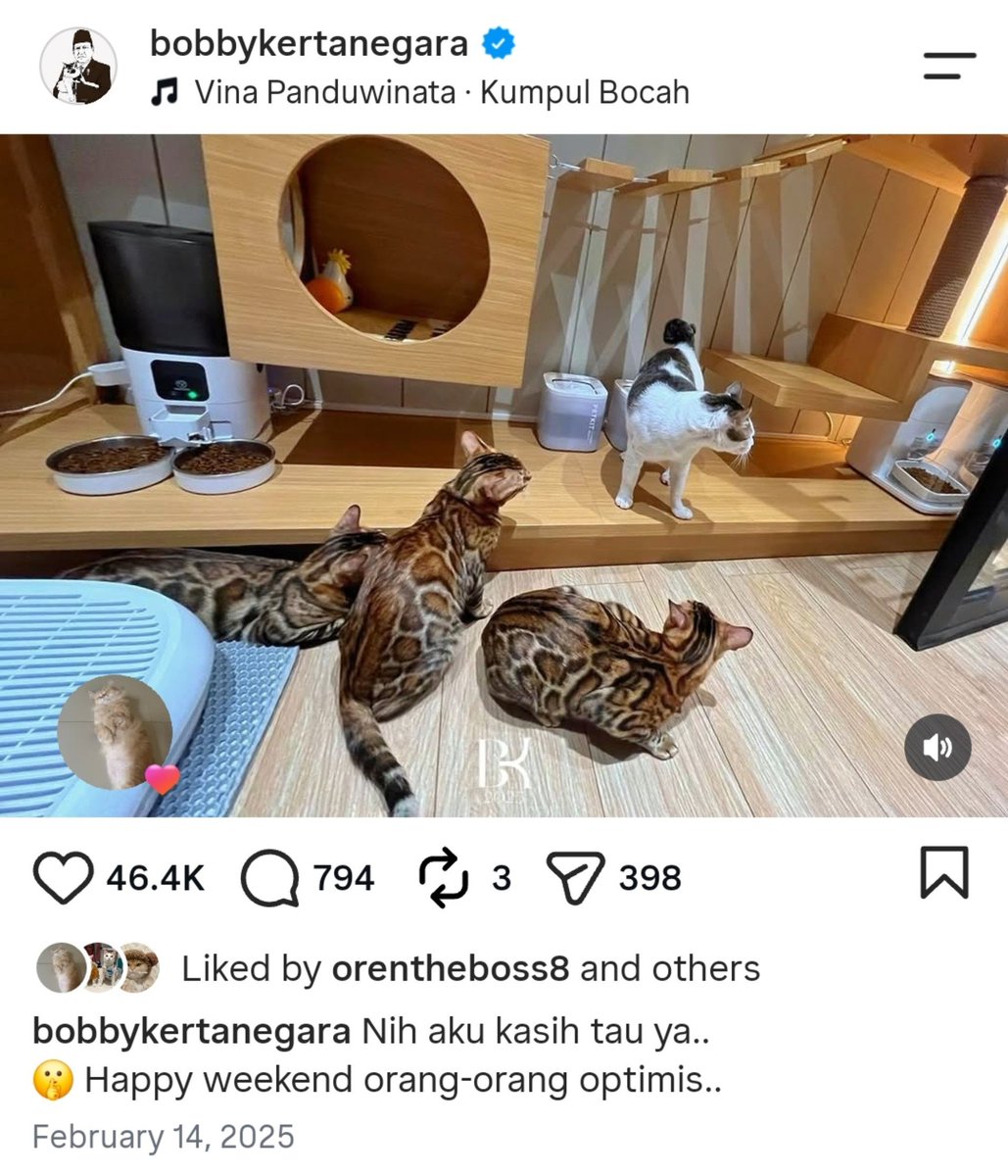 CoffeedCat's tweet photo. I'll say again, bobby tuh korban alat politik buat narik simpati

dia punya kucing bengal tapi cuma bobby yg di up terus karena bobby kucing Domestic ex stray

org lebih suka dengan narasi merawat kucing jalanan yg nyasar kerumah daripada cerita tentang bengalnya https://t.co/k68ZQtfROY