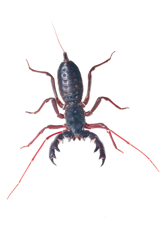 ObsNaturalistas's tweet photo. A gente normalmente lida no dia-a-dia com uns três tipos de aracnídeos: aranhas, escorpiões e às vezes a galera lembra que os ácaros/carrapatos também são.

Mas tem muitos outros grupos de aracnídeos além desses! Um deles é o dos amblipígios (foto 1), como o que está no vídeo. Parecem aranhas à primeira vista. Mas nem teia são capazes de tecer.

Existem também os opiliões, os pseudoescorpiões, os escorpiões-vinagre (foto 2), os solífugos (foto 3)... Vários bichos esquisitos que normalmente ninguém nos ensina a respeito quando somos crianças e crescemos sem saber que existem! kk