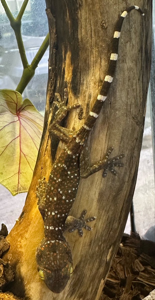 animal_KOBAR's tweet photo. 毎回人気のトッケイヤモリ (WC )ベビー新入荷です🆕🦎
小さいコオロギを追いかけて食べてます🦗
小さくても口を開けて威嚇します😲
#札幌爬虫類 #animalkobar #アニマルコバー #コバー #札幌爬虫類ショップ #トッケイヤモリ https://t.co/d0fnGHDtcj