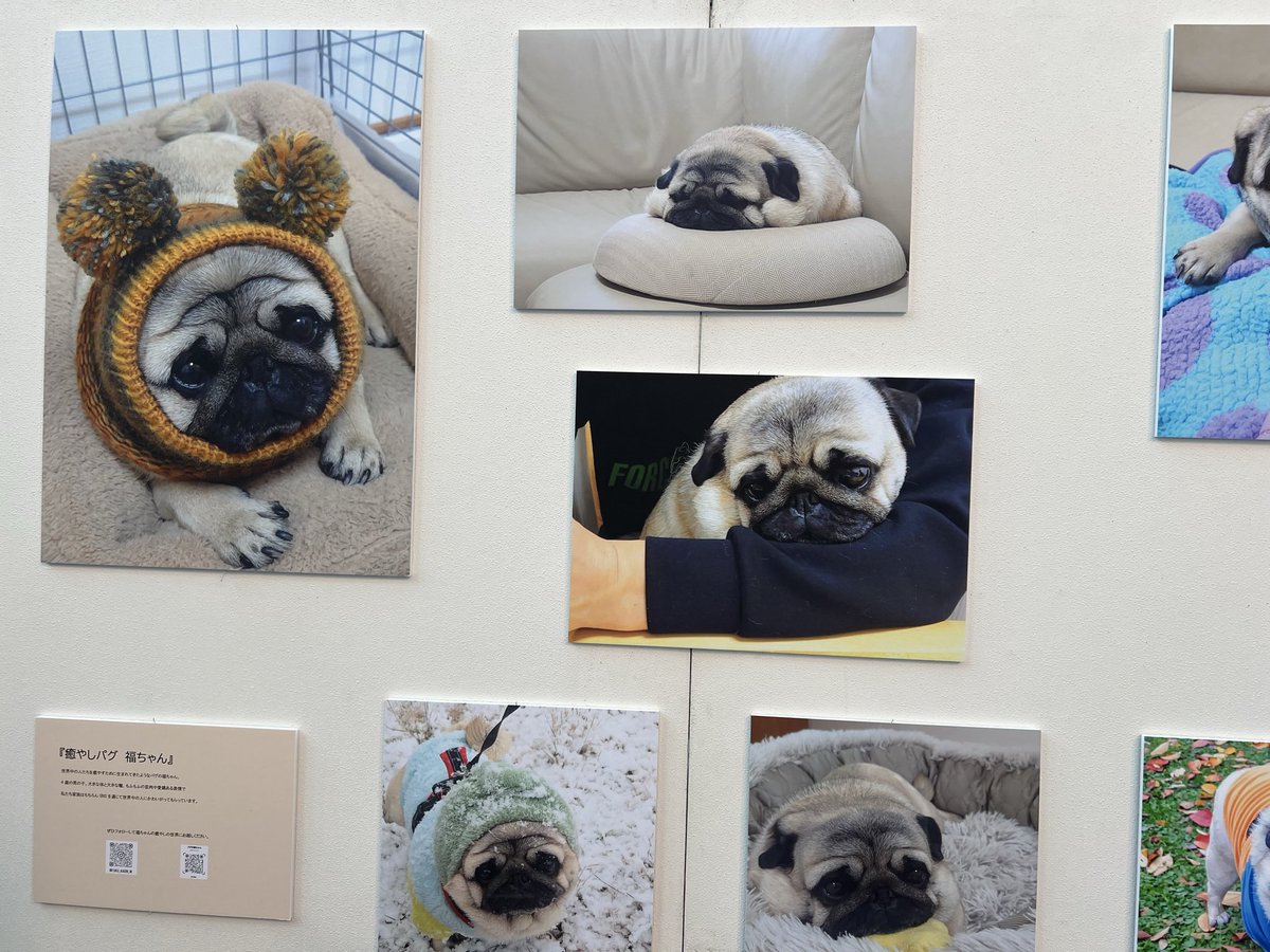 donpeichin's tweet photo. ずっと行きたかった鼻ぺちゃ展に行ってきました！！！
可愛いパググッズが山程あって、買いすぎちゃったなぁ😅 https://t.co/oJtAu080tb