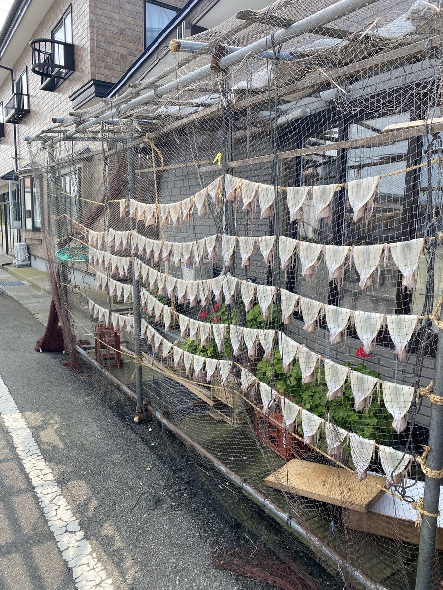 urformen's tweet photo. 青森の左の上の方へ。

干したイカ。

その後は道の駅で切り干し大根や塩漬けのわらび、にんにく、小豆、味噌などを買う。

地方の道の駅は楽しい。 https://t.co/e2Kt3aiy6W