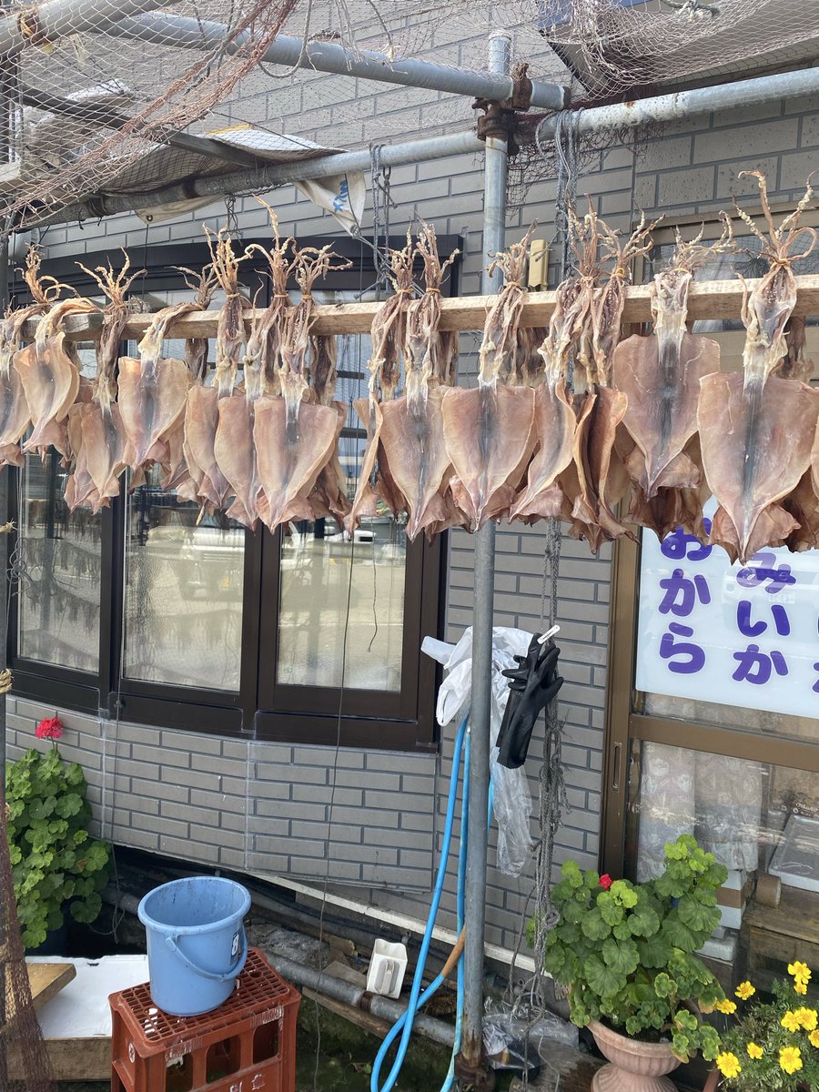 urformen's tweet photo. 青森の左の上の方へ。

干したイカ。

その後は道の駅で切り干し大根や塩漬けのわらび、にんにく、小豆、味噌などを買う。

地方の道の駅は楽しい。 https://t.co/e2Kt3aiy6W