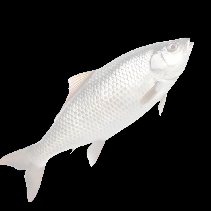 Reordermb1x's tweet photo. @LS4500019990506 @PovidoneIvan I thought a milk fish looked like this.. https://t.co/fWNGHxrrX3