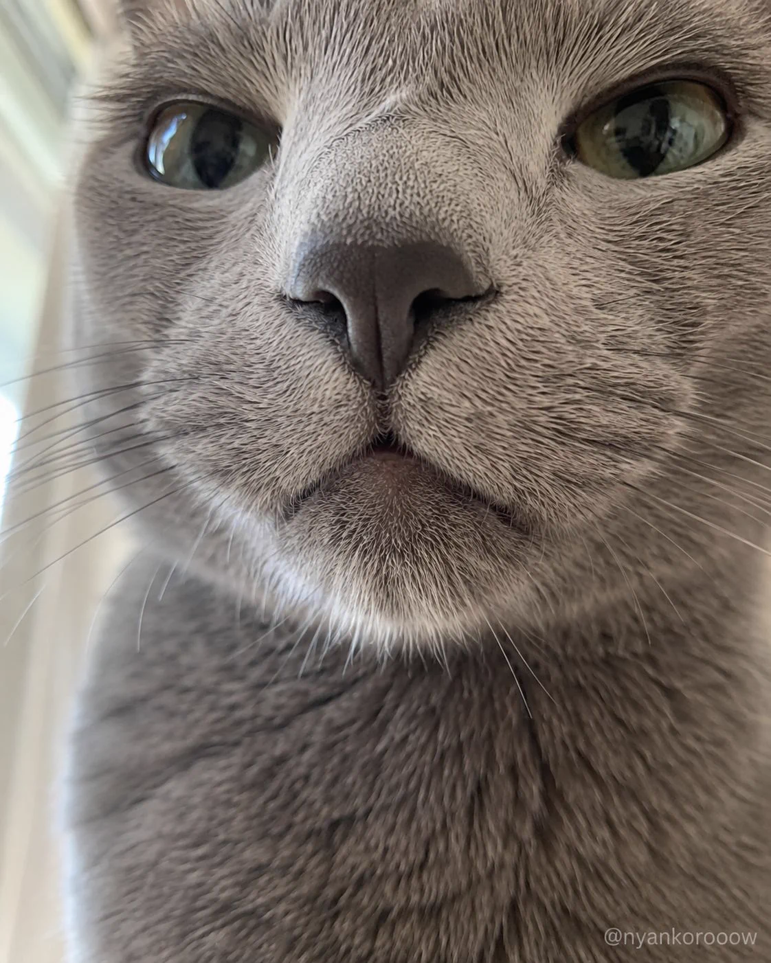 にゃん太郎｜猫画像｜Funny Cats on X: 
