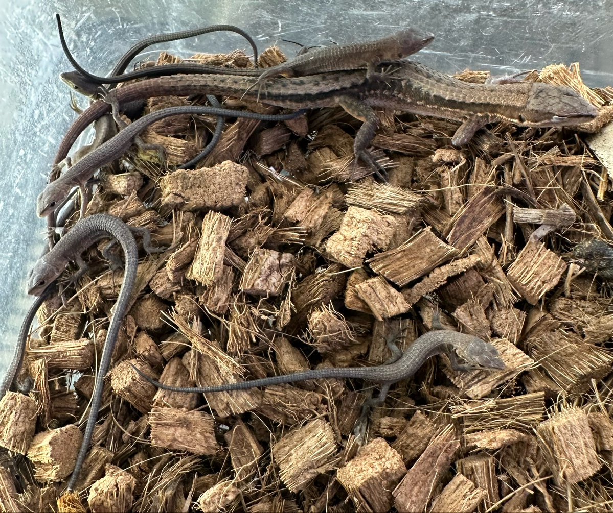 animal_KOBAR's tweet photo. 日本カナヘビたくさん入荷しました🆕🦎
ベビーから大人までいます‼️
コオロギ食べてます🦗
#札幌爬虫類 #animalkobar #アニマルコバー #コバー #札幌爬虫類ショップ #日本カナヘビ https://t.co/uJucgXaaqd