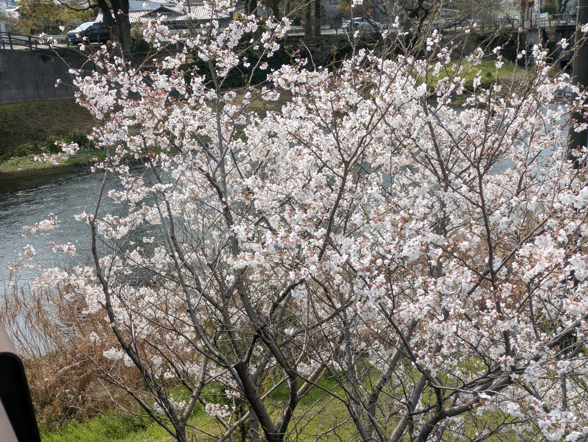 ft4in's tweet photo. 満開の桜と綺麗な景色に癒やされました🌸✨
日本の春は本当に特別で美しいですね！
皆さんのおすすめの桜スポットはどこですか？💬💭

⁠#桜 #桜満開 #お花見 #春の訪れ #日本の風景 #神社巡り #春のお散歩 #写真好きな人と繋がりたい #JapanSpring #Sakura⁠ https://t.co/MVxxQYPL0h