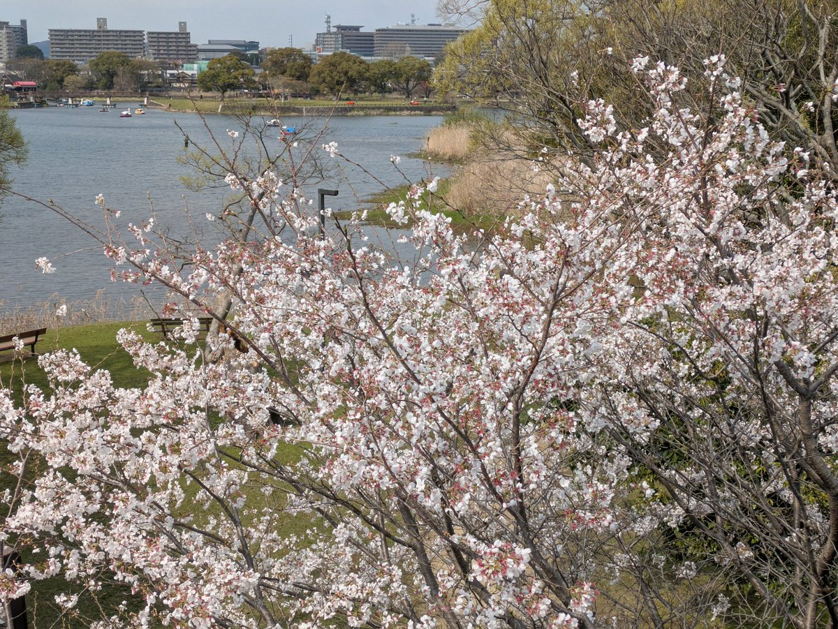 ft4in's tweet photo. 満開の桜と綺麗な景色に癒やされました🌸✨
日本の春は本当に特別で美しいですね！
皆さんのおすすめの桜スポットはどこですか？💬💭

⁠#桜 #桜満開 #お花見 #春の訪れ #日本の風景 #神社巡り #春のお散歩 #写真好きな人と繋がりたい #JapanSpring #Sakura⁠ https://t.co/MVxxQYPL0h