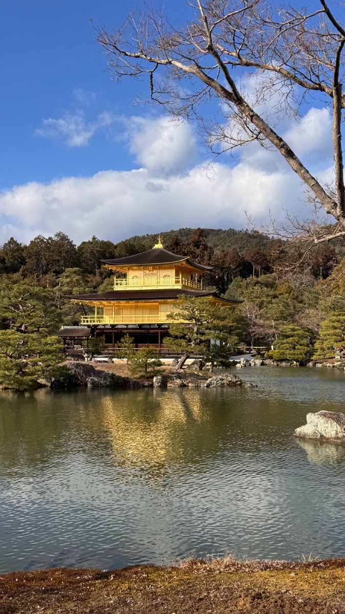 OnurTekin6tv6's tweet photo. Woke up to golden sunlight filtering through ancient temple eaves in Kyoto—this quiet moment of tranquility made the 2am flight worth every second https://t.co/824cFzHWlZ