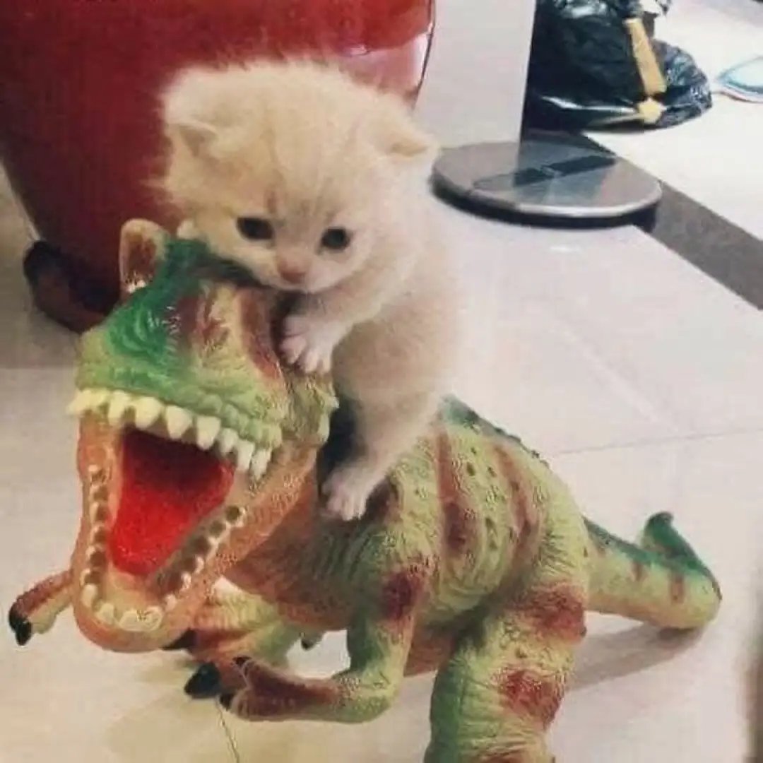 catslovings1's tweet photo. https://t.co/R8oZkelJv6