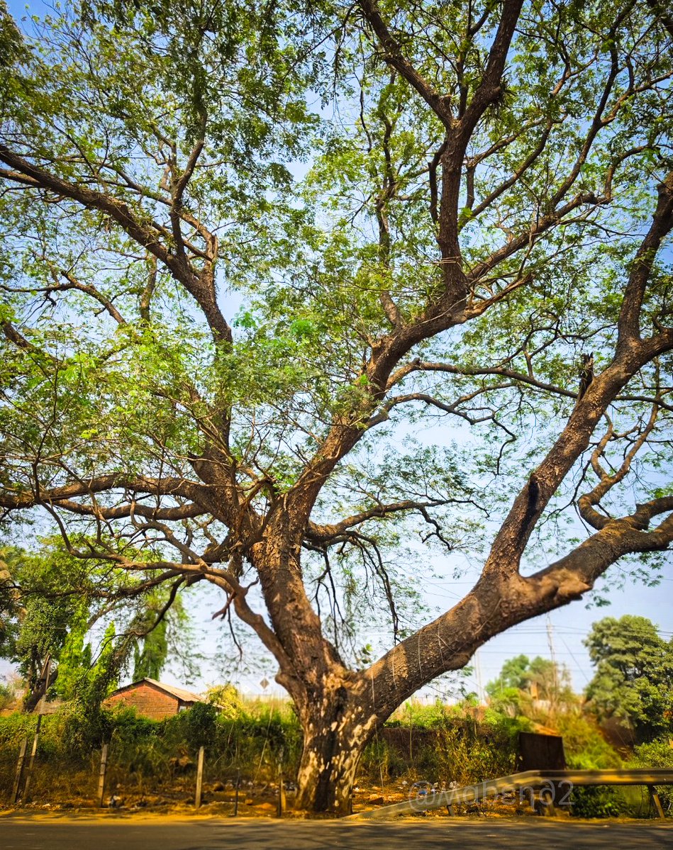 mabend2's tweet photo. The value of a single tree…
Mumbai Goa highway
#theme_pic_India_trees https://t.co/JU6qMCqQcZ