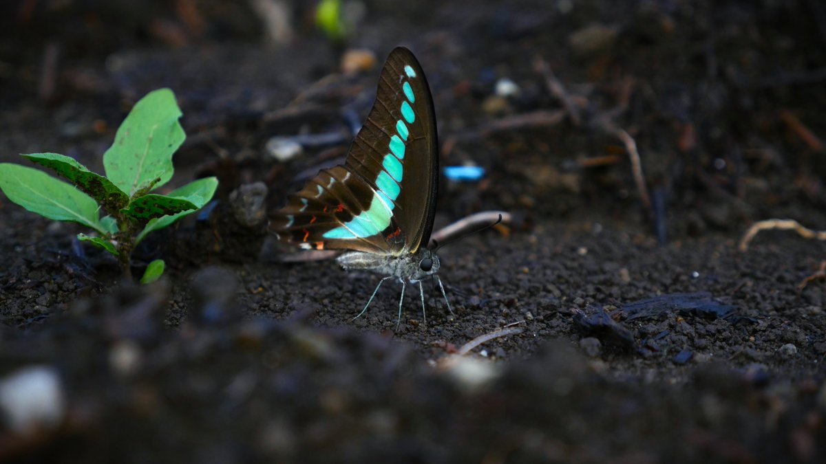 Digikun_'s tweet photo. #LUMIX #GH4
G X VARIO 12-35mm/F2.8 ASPH./POWER O.I.S.
色調整済み
その他編集なし
望遠かマクロレンズが欲し過ぎる
#デジタルカメラ #ルミックス #マイクロフォーサーズ #MicroFourThirds #写真 #撮影 #ディジくん #DIGITALDO #デジタル道 #ディジくん式デジタル道 #デ道 https://t.co/v1DxDF8iPG