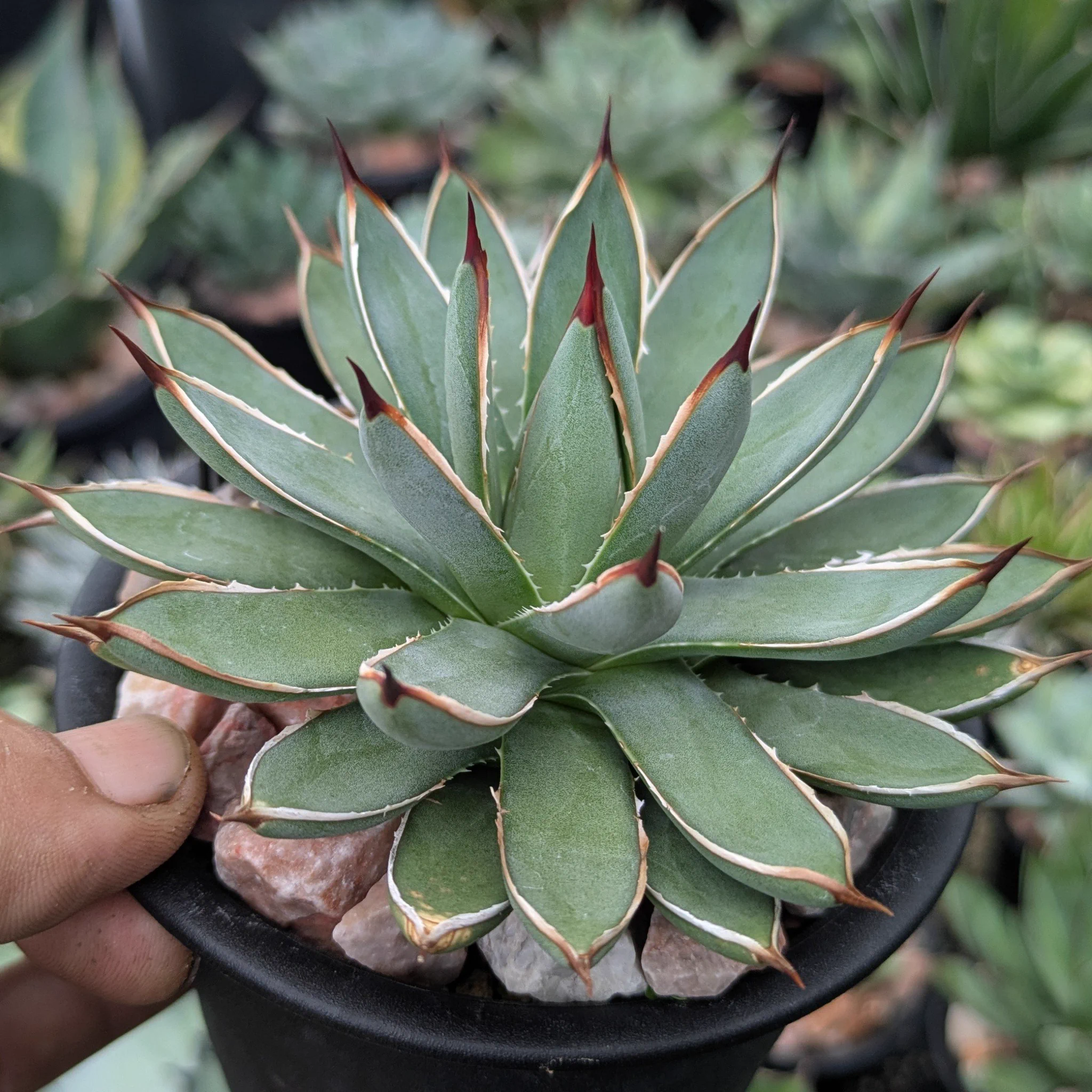 ROUKA plants (@ROUKAplants) / X