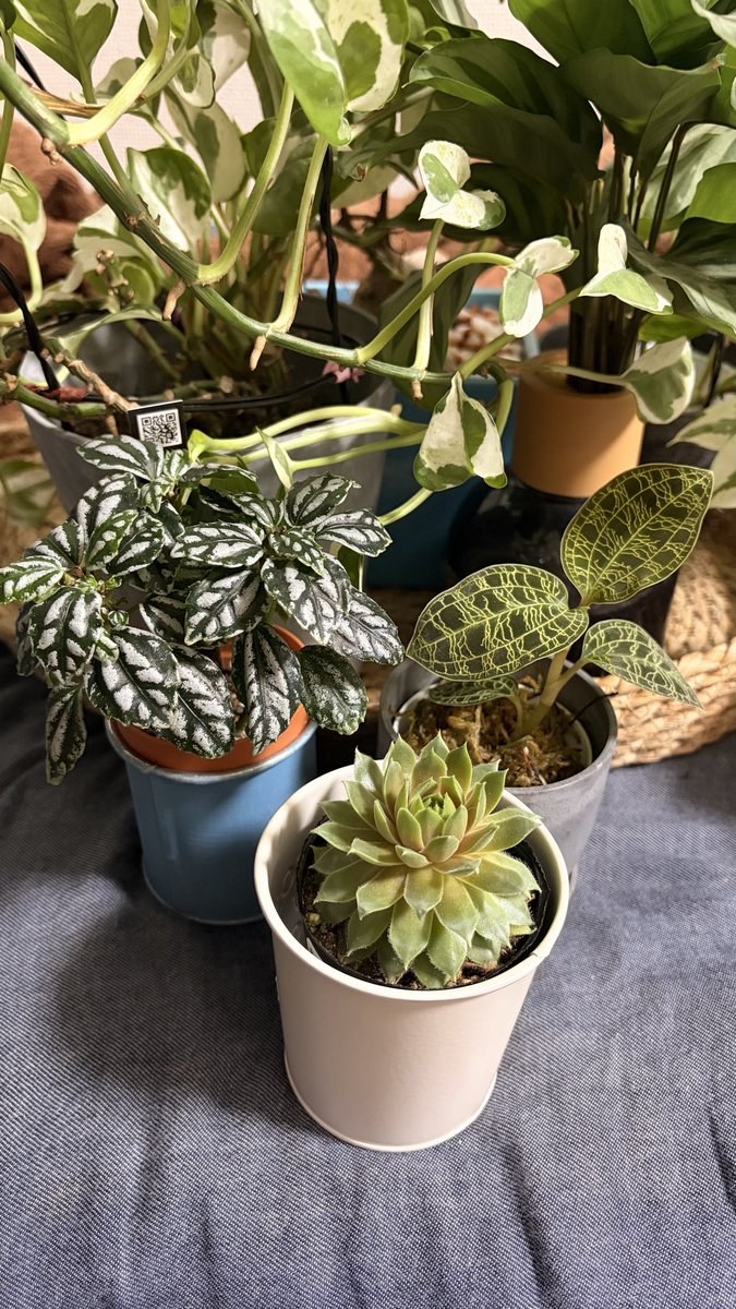 Bogy_M's tweet photo. 友人宅の素敵な観葉植物に触発されお迎えしてしまった、、、
元気に育つんじゃよ(ᴖ◡ᴖ) https://t.co/yyvdotQIIe