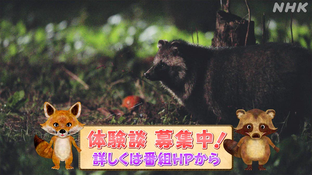 ダーウィンが来た！ (@nhk_darwin) / X