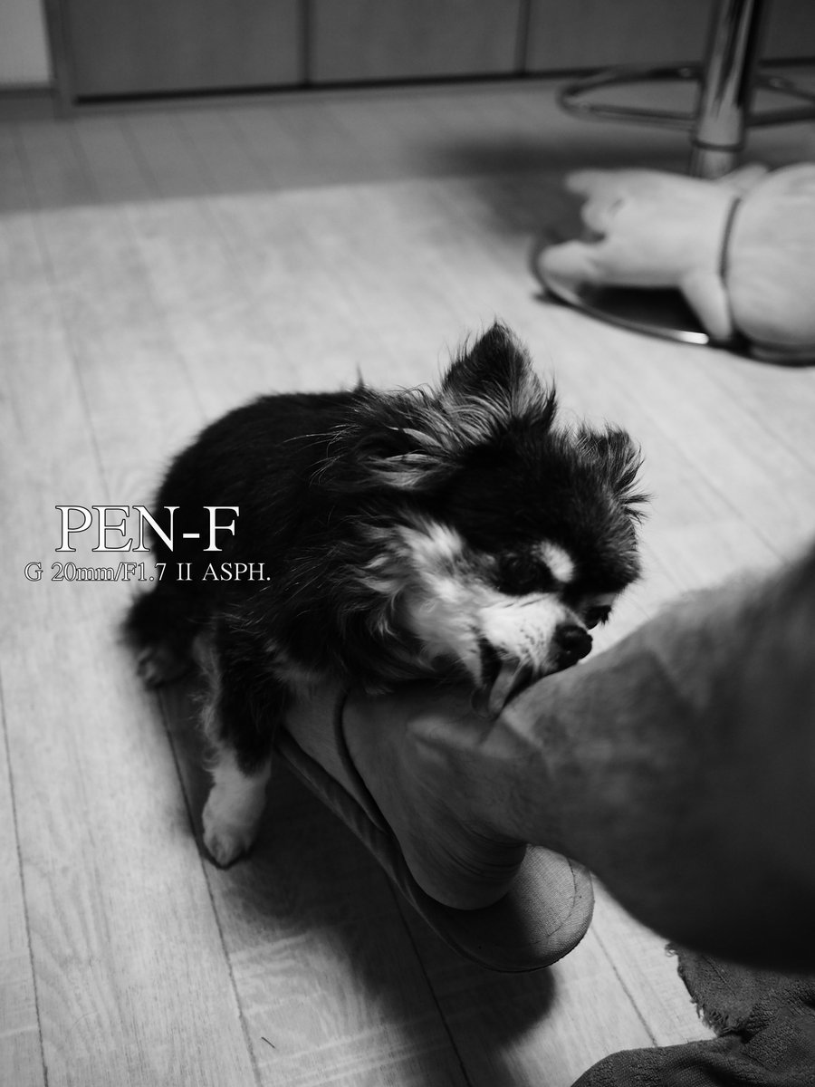 murabito_Cub110's tweet photo. #夜のいっぷく
REN-F
G 20mm f1.7 Ⅱ https://t.co/OuTALZKYQr