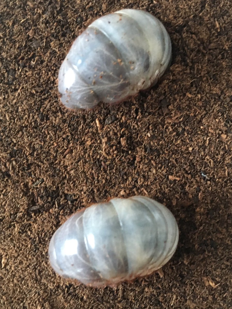XkzDde9's tweet photo. ダビディスカブトふたたび
ベトナム　ゲアン産CBF1
喰い上がるまで様子見 https://t.co/so2I0GbnhS