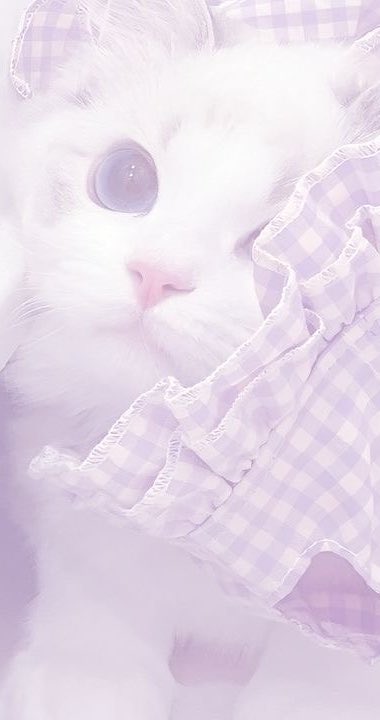 rM1ya__'s tweet photo. 誰もDMを送ってくれない。(  ´^`° )
女の子LINE交換しようよ.ᐟ.ᐟ

#初音ミク #コスプレ #病み垢女子繋がりたい #ラビットホール #地雷 #友達募集中 https://t.co/kre4WRQr2t
