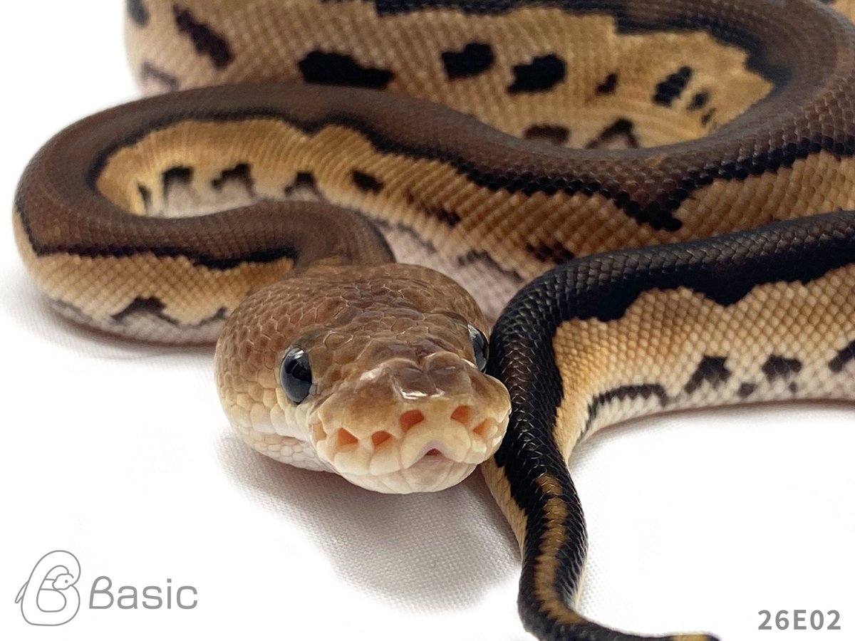 Basic_bp's tweet photo. 【販売中】
0.1 Cinnamon Leopard Clown
シナモンレオパードクラウン ♀
¥50,000

個体ID:26E02
2026/07/21ハッチ

可愛いフェイスとかっこいいボディのギャップが最高です。

#ボールパイソン販売 #ボールパイソン繁殖 #BasicCB https://t.co/ra9uuz2hHe