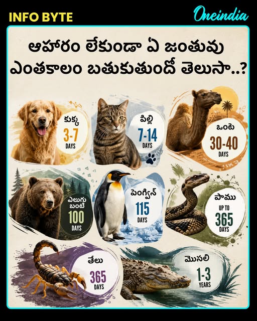 oneindiatelugu's tweet photo. ఆహారం లేకుండా ఏ జంతువు ఎంతకాలం బతుకుతుందో తెలుసా..?
#Animals #AnimalFacts #WildlifeKnowledge #NatureFacts #InfoByte #OITelugu #OneindiaAI https://t.co/jqojrmFtnp