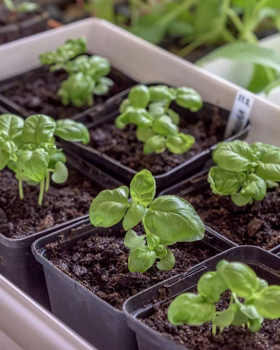 MehmetCeli2qj4's tweet photo. Turn an old glass jar into a mini herb planter—add drainage holes, fill with soil and your favorite basil! Zero waste, fresh herbs all year.， https://t.co/unjDbrkqlu