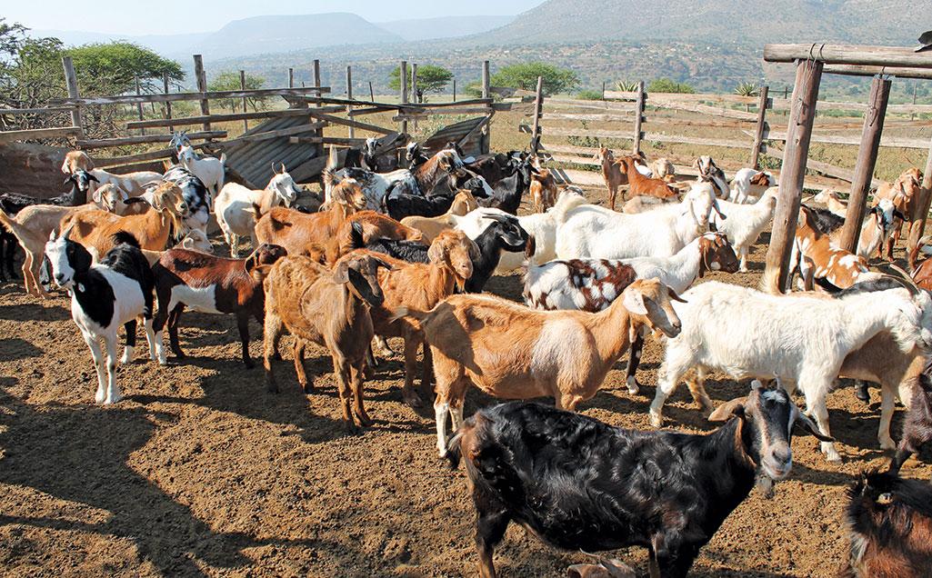 the_realcontent's tweet photo. 🐐 GOATS: THE SMALL LIVESTOCK POWERHOUSE

Did you know that the world has more than 1.1 billion goats? The latest #FAOSTAT-based figures put the global goat population at around 1.13 billion in 2023, making goats one of the most numerous livestock species on the planet. 🌍

Goats are raised in almost every region, but #Africa and #Asia dominate the global herd. #Africa had about 522 million goats, while #Asia had roughly 547 million together accounting for around 95% of the world’s goats. Countries such as #India, #China, #Pakistan, #Nigeria, #Ethiopia, #Sudan, #Bangladesh and #Kenya have some of the largest goat populations.

Why are goats so widespread? They are relatively adaptable animals that can browse on shrubs, leaves and vegetation that other livestock may not efficiently use. This makes them particularly valuable to smallholder farmers, pastoral communities and households living in dry or semi-arid environments. 🐐🌱

#Goat farming takes many forms. Some farmers keep goats under free-grazing systems, others use semi-intensive systems, while specialized farms focus on meat, milk or breeding. In many parts of Africa and Asia, however, goats are primarily kept by smallholder households rather than large commercial farms.

🥩 #GoatMeat is an important source of animal protein. Africa produced roughly 1.5 million tonnes of goat meat in 2024, with countries such as #Nigeria, #Chad and #Ethiopia among the continent’s major producers. Globally, goat meat is particularly important in #Africa and #Asia, where it forms part of traditional diets and local livestock economies.

🥛 #GoatMilk also has a significant role. Global goat-milk production was around 20.9 million tonnes in 2023, representing roughly 2% of the world’s total milk production. India was the leading producer, with around 7.8 million tonnes of goat milk.

WHAT ABOUT RWANDA?

According to Rwanda’s @StatisticsRW, the country had about 1,783,829 goats in 2024. The Eastern Province had the largest population, with 776,969 goats, followed by the Southern Province with 538,552.

Put simply, #Rwanda had roughly one goat for every eight people in 2024. But this does not mean every Rwandan has access to one-eighth of a goat. Goats are concentrated among livestock-keeping households and are unevenly distributed across the country.

The nutritional value is also important. There is no official recommendation that says everyone should eat a specific amount of goat meat or drink a specific amount of goat milk every day. Instead, nutrition experts focus on nutrient requirements. @FAO /@WHO guidance places the safe protein intake for a healthy adult at around 0.75 g per kilogram of body weight per day.

For example, a 60-kg adult would need roughly 45 g of protein per day, while a 70-kg adult would need about 53 g. Around 100 g of goat meat can provide approximately 20 g of protein, while 100 g of goat milk provides roughly 3.5 g of protein and about 134 mg of calcium.

This means goat products can make a meaningful contribution to protein and micronutrient intake but they are only one part of a healthy and diverse diet. 🥛🥩🌾

There is also an important data gap: there is no single reliable global database that gives an exact current number of goat farms worldwide, because countries define and count farms or agricultural holdings differently. For that reason, animal populations and livestock-keeping households are more reliable indicators than trying to produce one global “number of goat farms.”

🐐 THE BIGGER PICTURE

The goat may be a small animal, but its footprint is enormous: more than 1.1 billion goats globally, over 500 million in #Africa, and nearly 1.8 million in #Rwanda.

For millions of households, goats represent food, income, nutrition, savings and resilience.

The real opportunity is therefore not simply to increase the number of goats, but to improve breeding, animal health, feeding, milk and meat productivity, value addition and access to markets.

From 🌍 the #world, to 🌍 #Africa, to #Rwanda, the goat is much more than livestock.

It is a food-security and livelihood asset.

#Goats #GoatFarming #Rwanda #Africa #Livestock #Agriculture #FoodSecurity #Nutrition #GoatMeat #GoatMilk 
@harerimana_tito @Agronomme_ @esindayigaya4 @FezaUmuhireRw @ShimoYvette @RafikiGatsinzi @Agronommejean @jacquemuhirwa @EcoAgriMedia @JMukundente @ijarinews @Nana_Naomi_I_M @Kwirwa @Muzungu4 @KazunguMireille  @AyeraBelyne @ridwanseun13 @MalzRahim @lovezihuatanejo @Muqeem94 @CryptoMast11846 @Tavagoat @tavaland_farms @CattleAnkole @vanskipcheru @Dayskiid @Popcan04749619 @S_W_Somerville @GOATfarmmedia @GOATFARMING1 @goatfarmer99 @GoatFarmArtsCtr @africavet @Kwesi_Obour1 @NgaruyeFarm @p_dusabimana @RukundoRwanda @WalkerFarm07 @Agirite @KAGRC_KE @Livestock_Dev @Sunmonuadesola1 @NAGRC_DB @maaifclf @MoA_Ethiopia