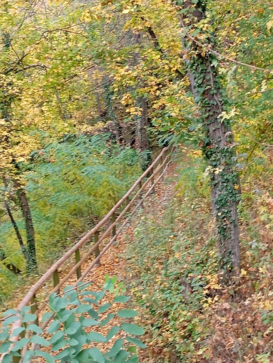 photogirl_marie's tweet photo. #Waldzeit #Waldtage  Deutsche Waldtage aus dem Archiv 2023 Thüringen  rund um den Hainspitzsee https://t.co/gd2Hi0og9s