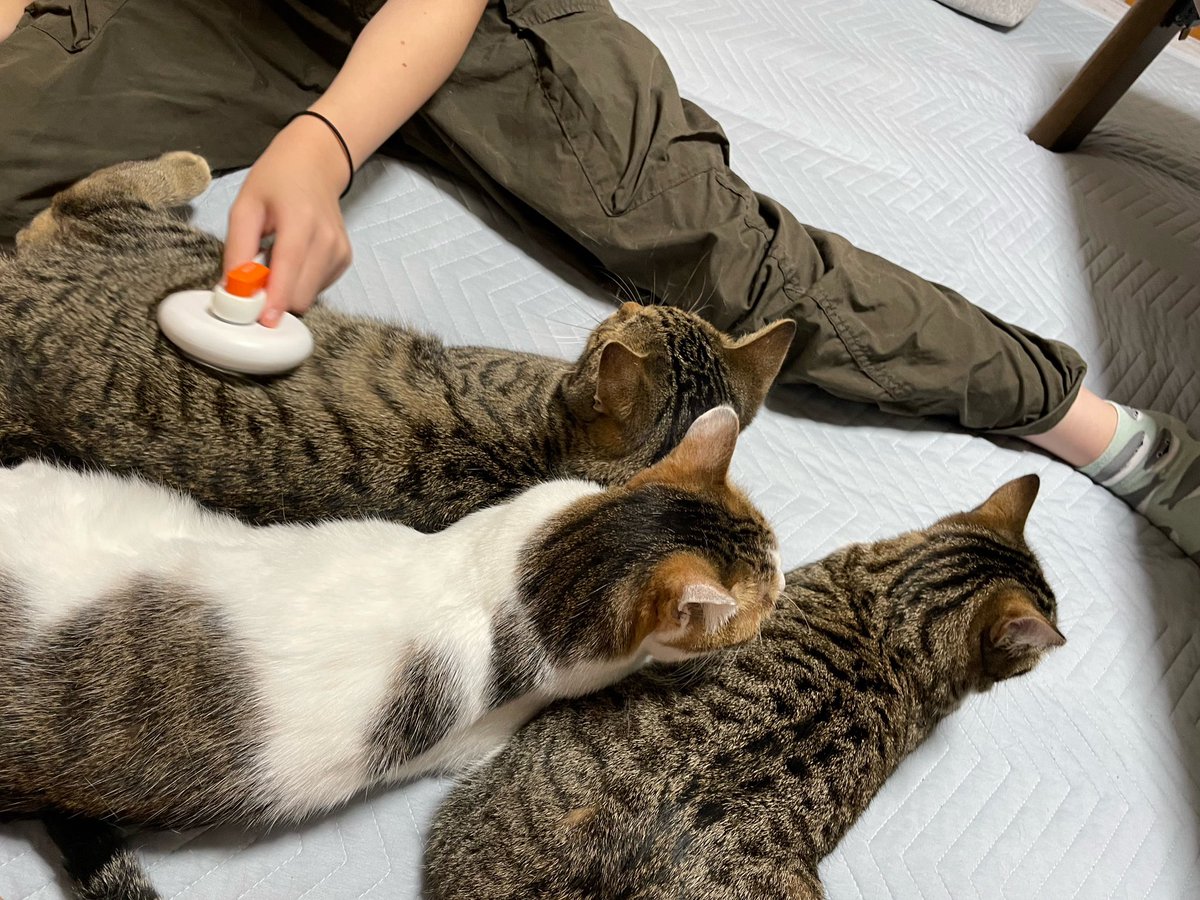 Kus_02's tweet photo. 換毛期の気配がして来ました✨ https://t.co/Seh5jjDW4q