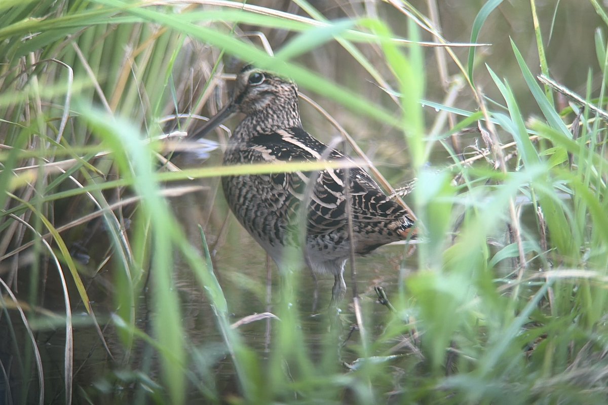 salad_wickii's tweet photo. 9/6@愛知　推定チュウジシギ成鳥

沖縄帰りにいつものフィールドへ寄り道。
1枚目は発見時で、徐々に近づいてきた。
伸びをしなかったが、羽繕いの際に見え隠れした初列は新羽のように見えた。肩羽なども換羽が進んでおり、顔つきや体色からもチュウジ成鳥として矛盾無いかなと思う。 https://t.co/HhftUwXUGq