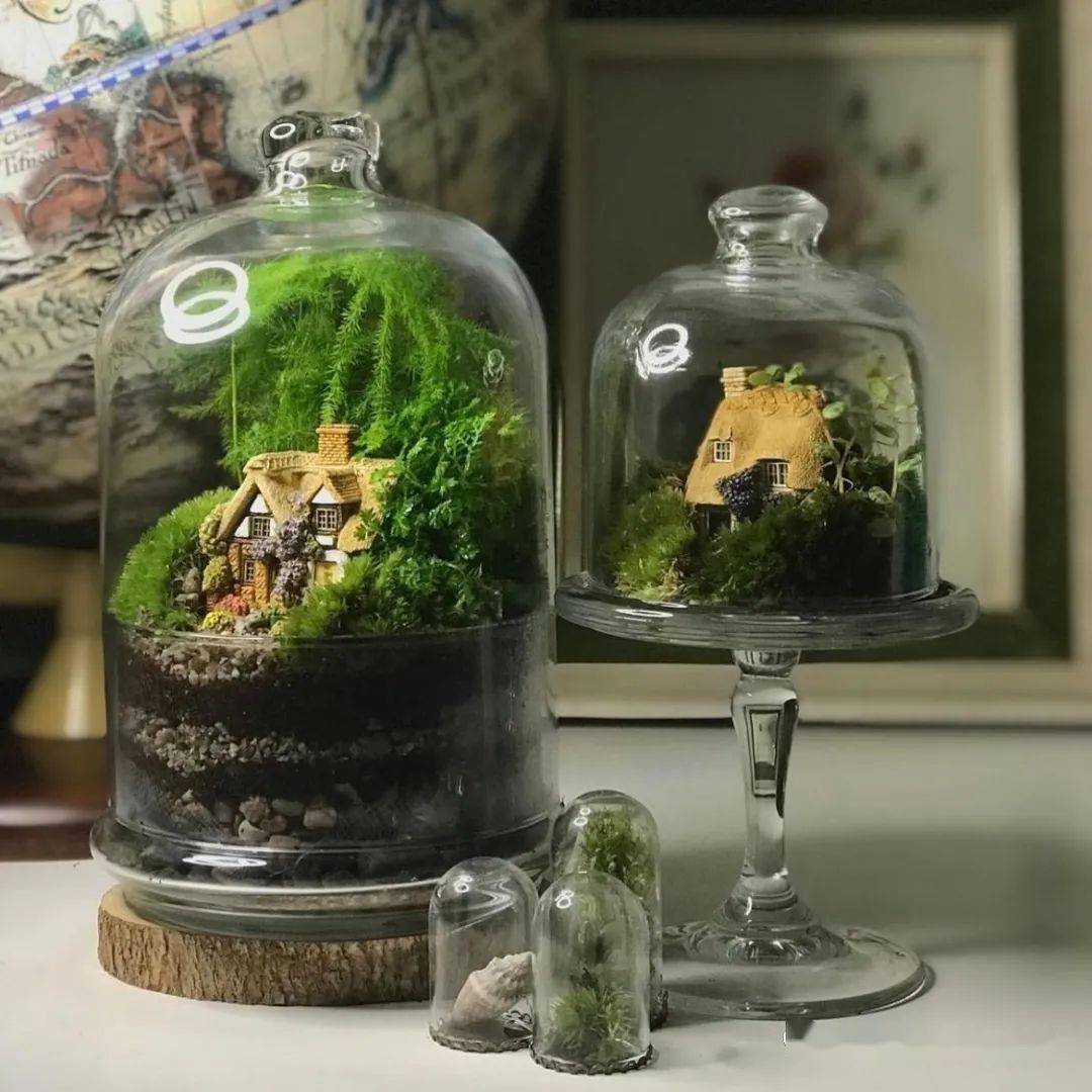 BryanChafshl's tweet photo. Just upcycled an old mason jar into a cute mini plant terrarium with some moss and pebbles—zero fancy tools needed!  What’s your next small DIY project https://t.co/B7s1heS7Md