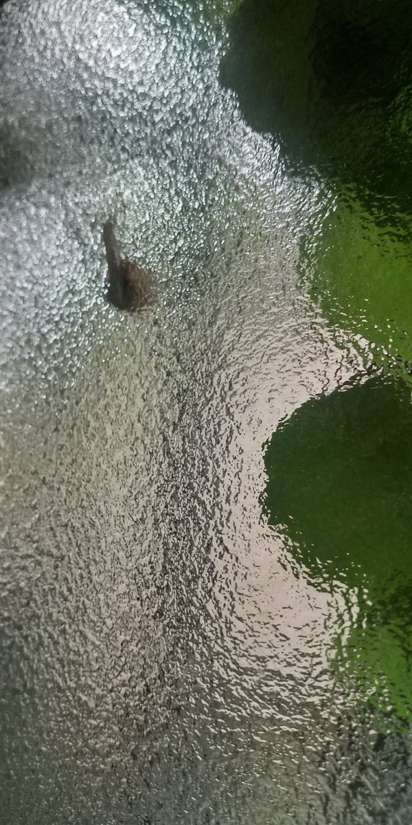 S_kunimare's tweet photo. 三味線に悪い天気が続いてますが、また大雨になりそうだ〜とローカルな情報が飛び交ってます。今んトコ大丈夫そうですが、急にガーッと来るんですかねぇ。 https://t.co/HpowdOpHvm