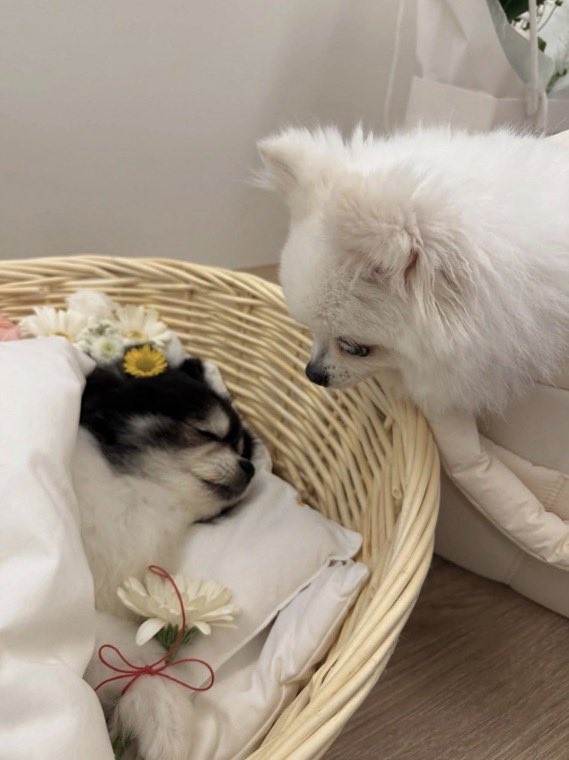 ZB1BASE's tweet photo. ZEROBASEONE’s Sung Hanbin’s beloved dog, Gwanshim, has sadly passed away yesterday 🥺💔

Rest in peace, Gwanshim. Thank you for bringing so much love and happiness into Hanbin’s life 🕊️🤍 https://t.co/3ENZI7Qzox