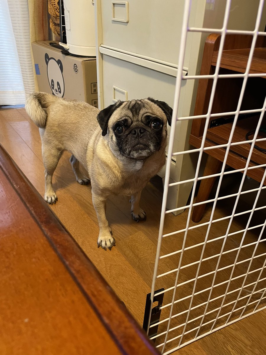 bvf75j's tweet photo. さと地域も一日中雨☔…おうちで張り切るいい子です🐶🫶🏻　
#パグ　#アイコンタクト💕✨ https://t.co/yNsz6GgzCJ
