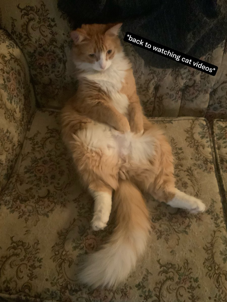 networking26's tweet photo. #cats oh how they can act https://t.co/D18Xp0t3Bx
