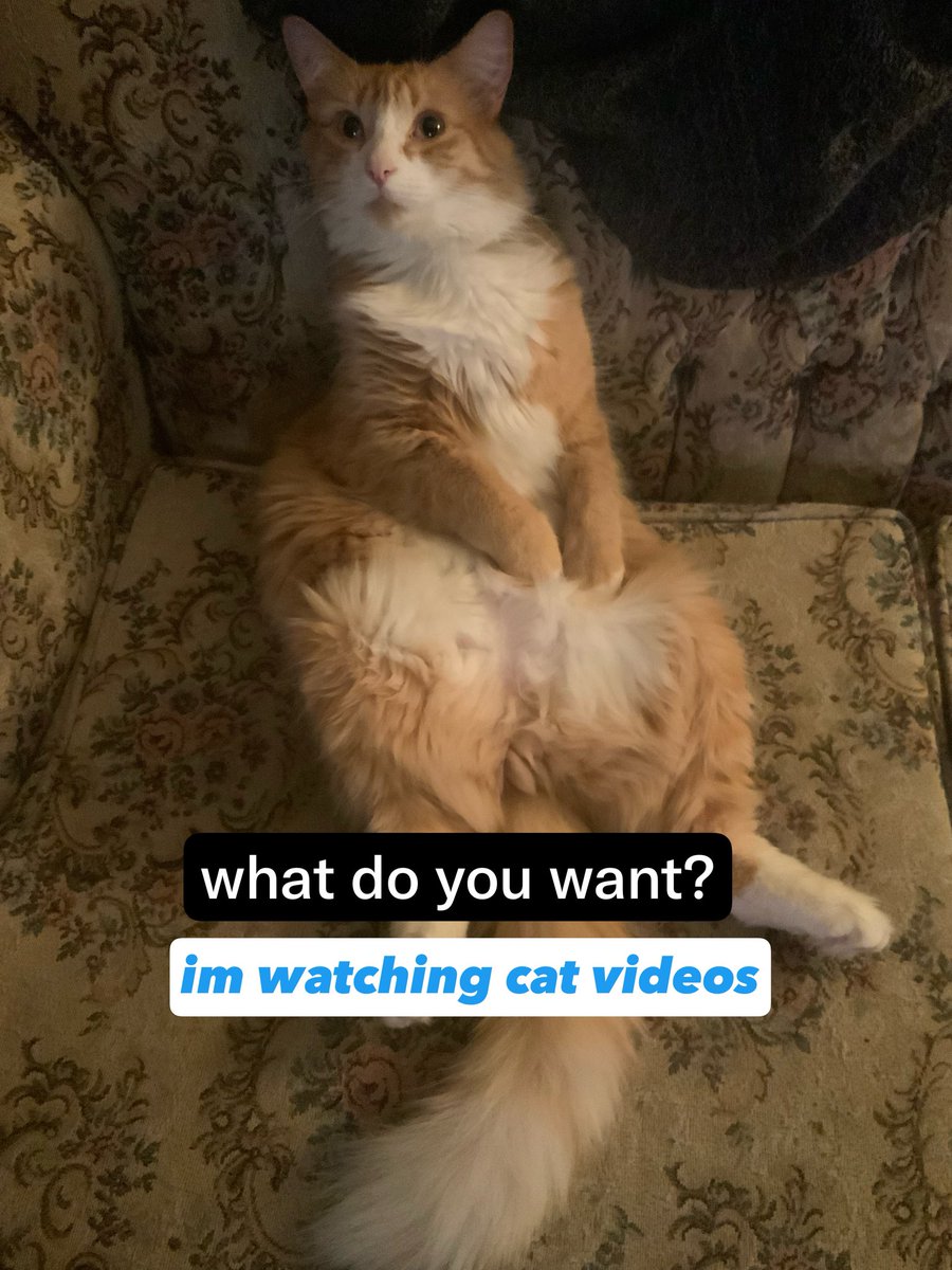 networking26's tweet photo. #cats oh how they can act https://t.co/D18Xp0t3Bx