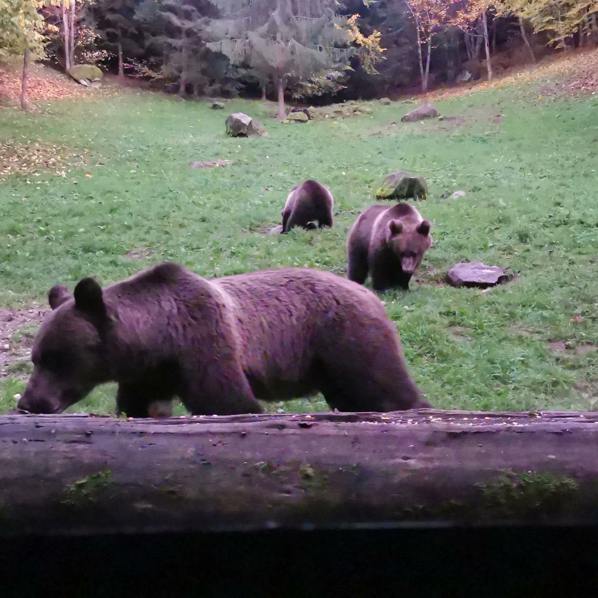 FernandoStowa's tweet photo. Day 3 Excursion: Bear watching in Zetelaka https://t.co/ofY7NARnBx