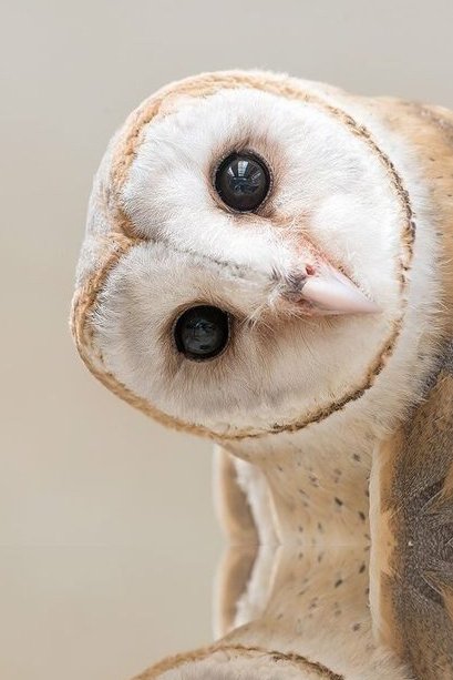 AMAZlNGNATURE's tweet photo. Owls can’t move their eyes!

Unlike humans, owls can move their eyes only about 2-3 degrees. Their eyes are held firmly in place, so they turn their heads instead with some species able to rotate their heads up to 270 degrees https://t.co/H12AccyQPc
