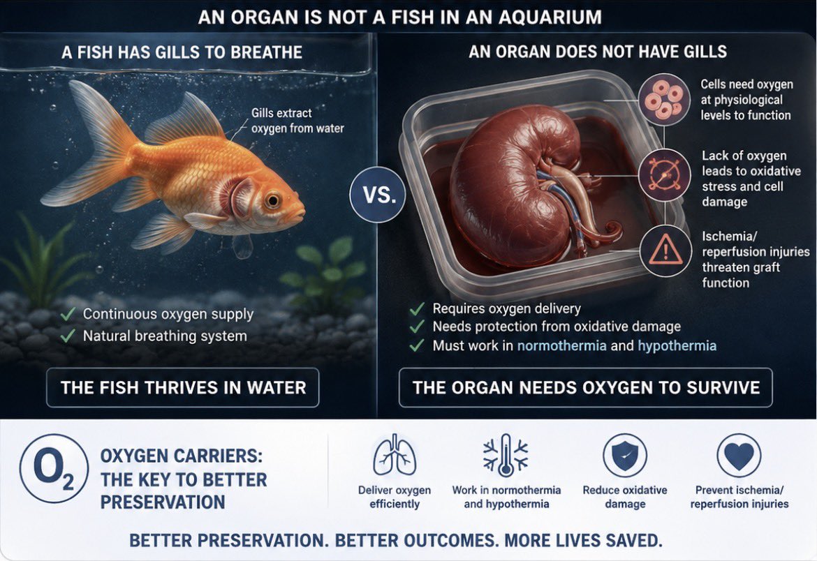 Hemarina's tweet photo. Preserving an organ is no longer enough. We need to understand whether it is truly alive.

For decades, transplantation has relied heavily on time, temperature and relatively indirect indicators of organ quality.

Machine perfusion is changing this but without oxygen carrier inside, they will be always a limitation. Since an organ is not a fish in an aquarium that possess it’s own red blood cells and gills. An organ is deconnected from the vascular system and do not have its own exchange surface.  

An organ outside the body is metabolically active and need physiological oxygen. Gaz oxygen will not work and will create always oxidative damages. 

It consumes oxygen.
Its mitochondria produce energy.
Its cells metabolize substrates.
It generates measurable biological signals.

Researchers have now shown experimentally that metabolic turnover of ¹³C-acetate during kidney perfusion can distinguish grafts that subsequently recover function from those that do not.

This suggests a fascinating evolution:

Preservation → Perfusion → Measurement → Prediction.

Eventually, perhaps:

Preservation → Diagnosis → Treatment → Transplantation.

The organ between donor and recipient is no longer simply waiting.

It is telling us how it is doing.

Our challenge is learning how to listen.

#Transplantation #OrganPreservation #MachinePerfusion #Metabolism #Biotechnology

https://t.co/uuV9ag95yG