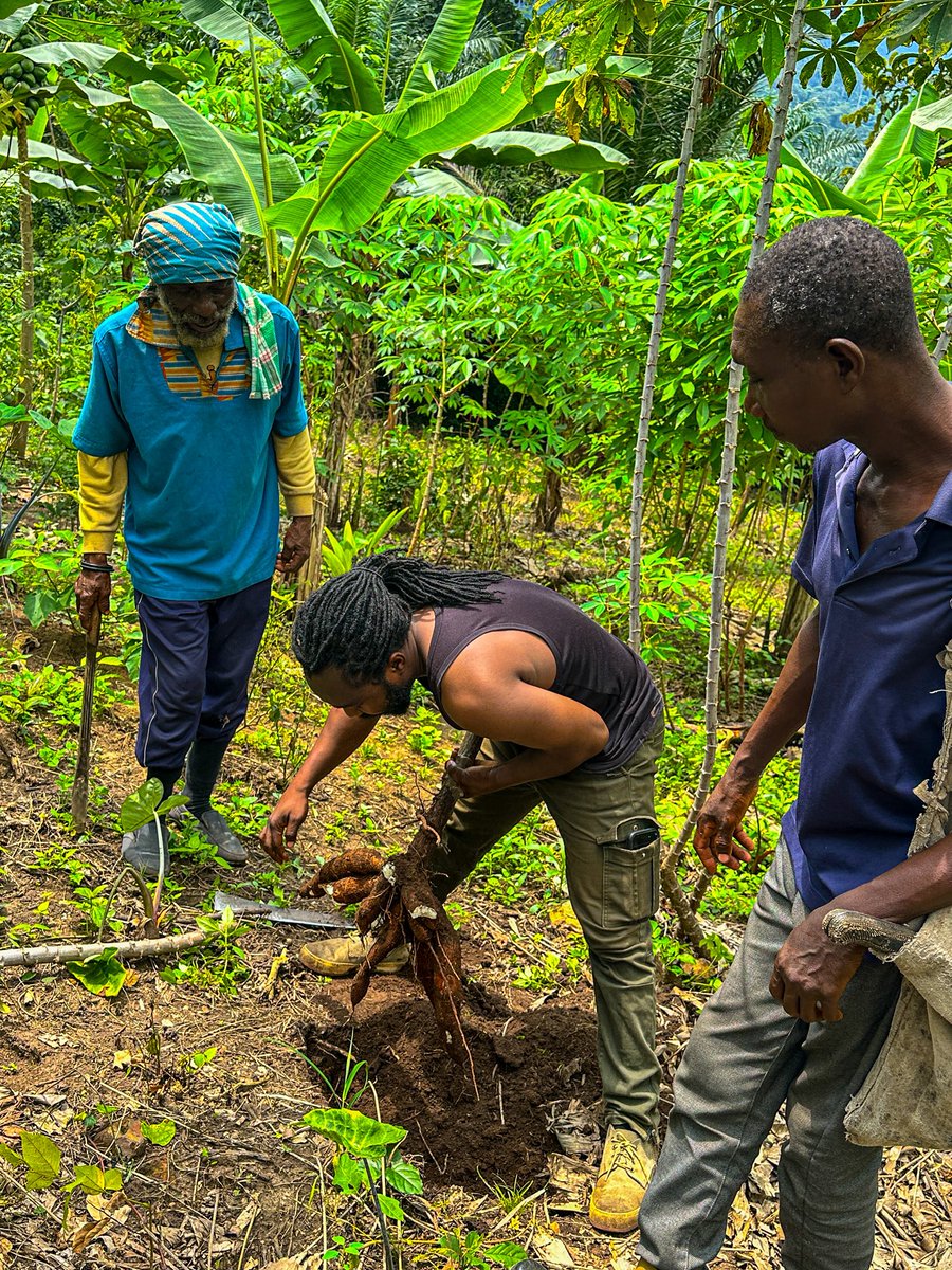 ElormBeenie's tweet photo. Simple Life • Simple Family • Simple Things 💚🇬🇭

#Farm #OrganicFood #Jungle #TarzanLife 🧞‍♂️ https://t.co/efhDvaY8Zu