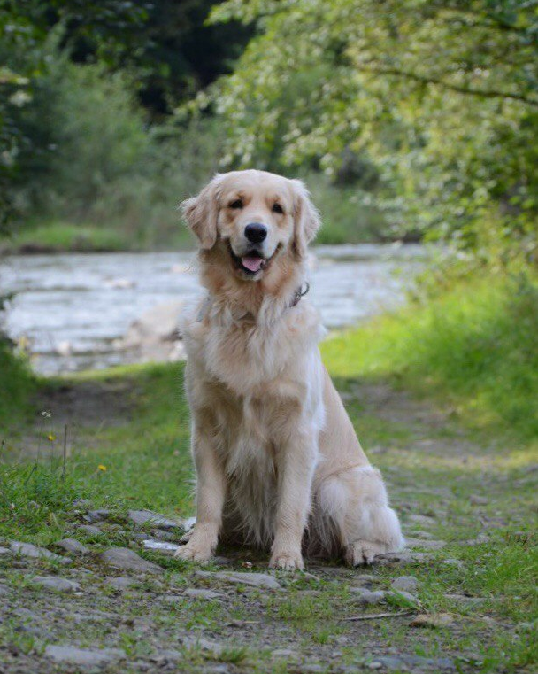 Drimakuss's tweet photo. Hello Sir @theunipcs 

God bless you and all your deeds! 

I believe that many people will be able to change their lives thanks to you during this cycle

Joined in FOMO 

Need small burst to start in 

I wish you a good day and a pleasant weekend

Here’s my dog ​​to cheer you up) https://t.co/sLn7PYU829