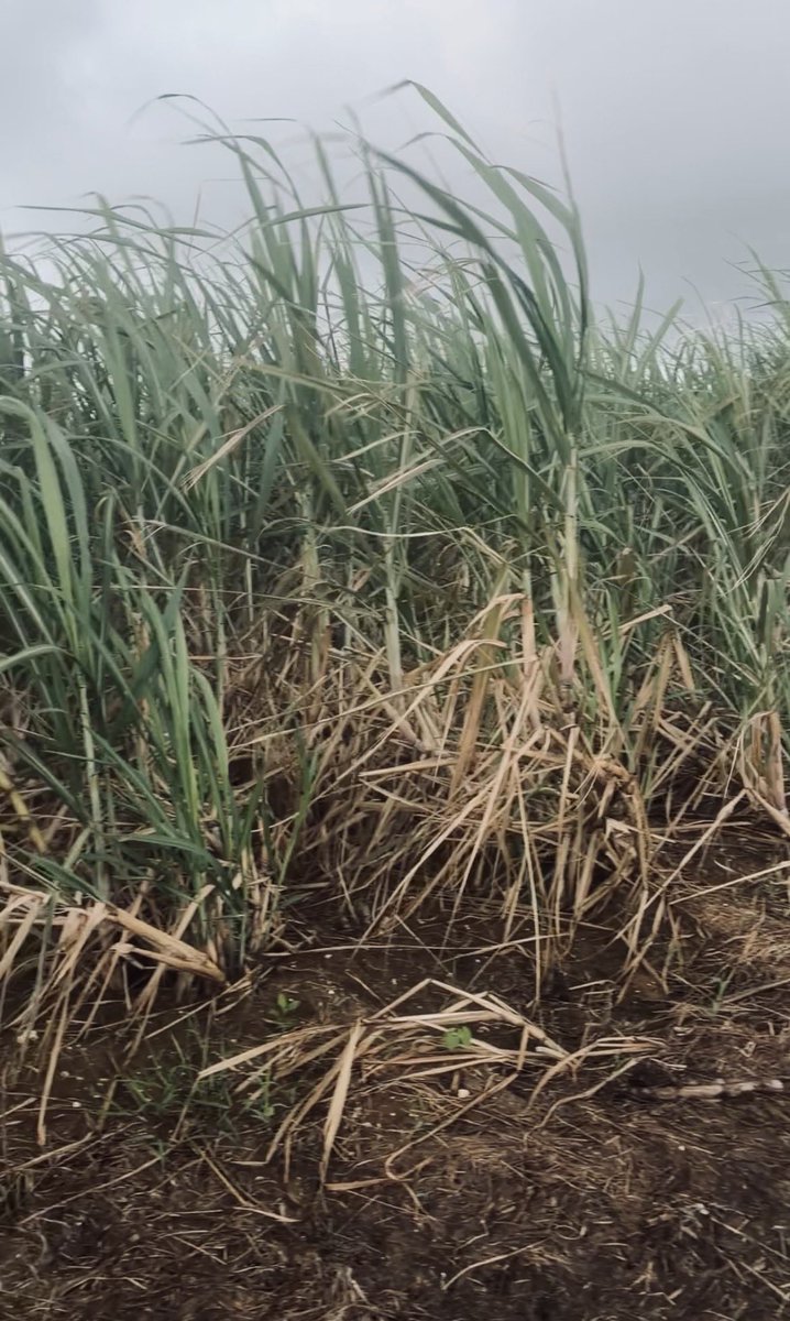 MiyaguniMasato's tweet photo. 朝からキビ植え用の苗を刈る予定だったけど、雨で中止でした。

自分一人なら強行するんだけどこれはチーム戦だし、今日苗の準備を無理やりしても明日雨なら植えら��ない。一回引き。

予定通りに進まないのは慣れてきたけど、
引く判断がいまだにちょっと難しい。 https://t.co/DYbrQeqmIq