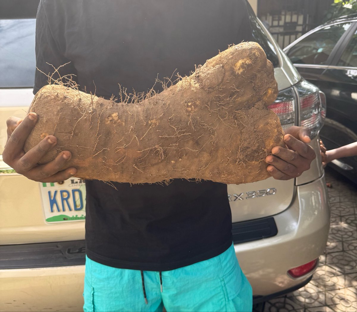 ThisIsAdemuyiwa's tweet photo. Our Niger Farmers came through…..

Tomorrow is our first ever BANGO MARKET DAY :

How much is this in your local market? 

How much do you think it is on BMD tomorrow ? 

Minimum order quantity is a set of 10 tubers. 

@bangonigeria 

https://t.co/pSv56HkAvP https://t.co/trj1j7JnrG
