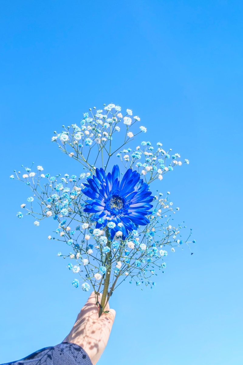 Noah_photobook's tweet photo. お花に癒されたい人に届きますように。 https://t.co/tWqDBlP2XE
