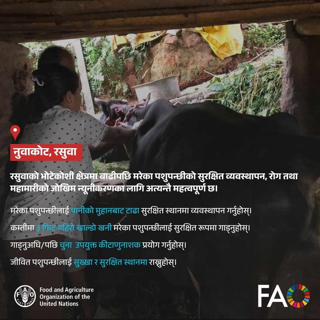 FAONepal's tweet photo. रसुवाको भोटेकोशी बाढी प्रभावित क्षेत्रमा रोग-महामारी फैलिन नदिन मरेका पशुपन्छीको सुरक्षित व्यवस्थापन र जीवितको उचित स्याहार गरौं। रोग नियन्त्रणका लागि पशु सेवा विभाग र #FAONepal ले सरसफाइ सामग्री तथा निसंक्रमक औषधि उपलब्ध गराएका छ। https://t.co/nVeTPWAVvK