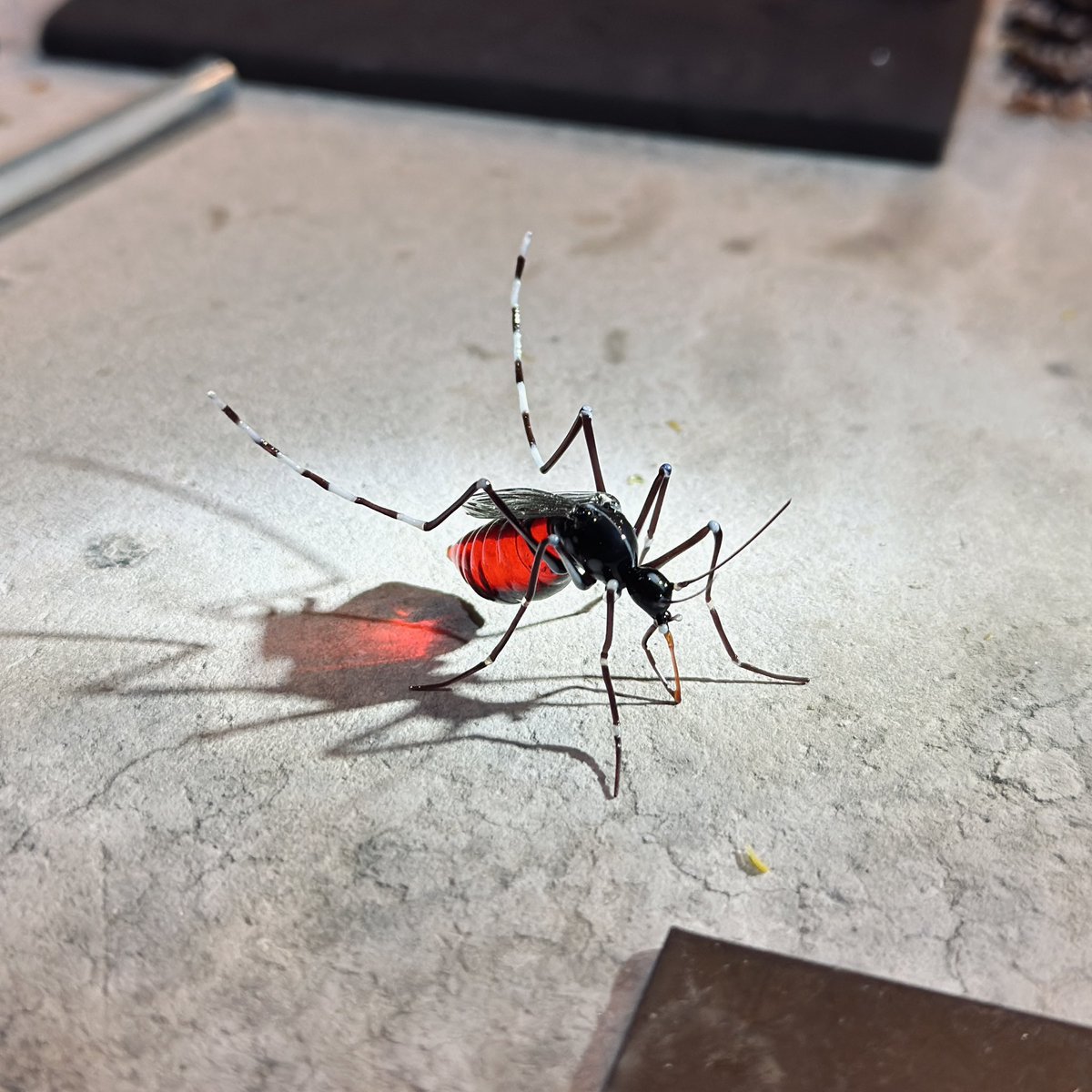 tunoda_yuki's tweet photo. またザリガニ作りたいなぁ🦞

#全クリエイターに告ぐ赤の作品を解放せよ
#硝子昆虫　#硝子植物 https://t.co/qfVPhntdC3