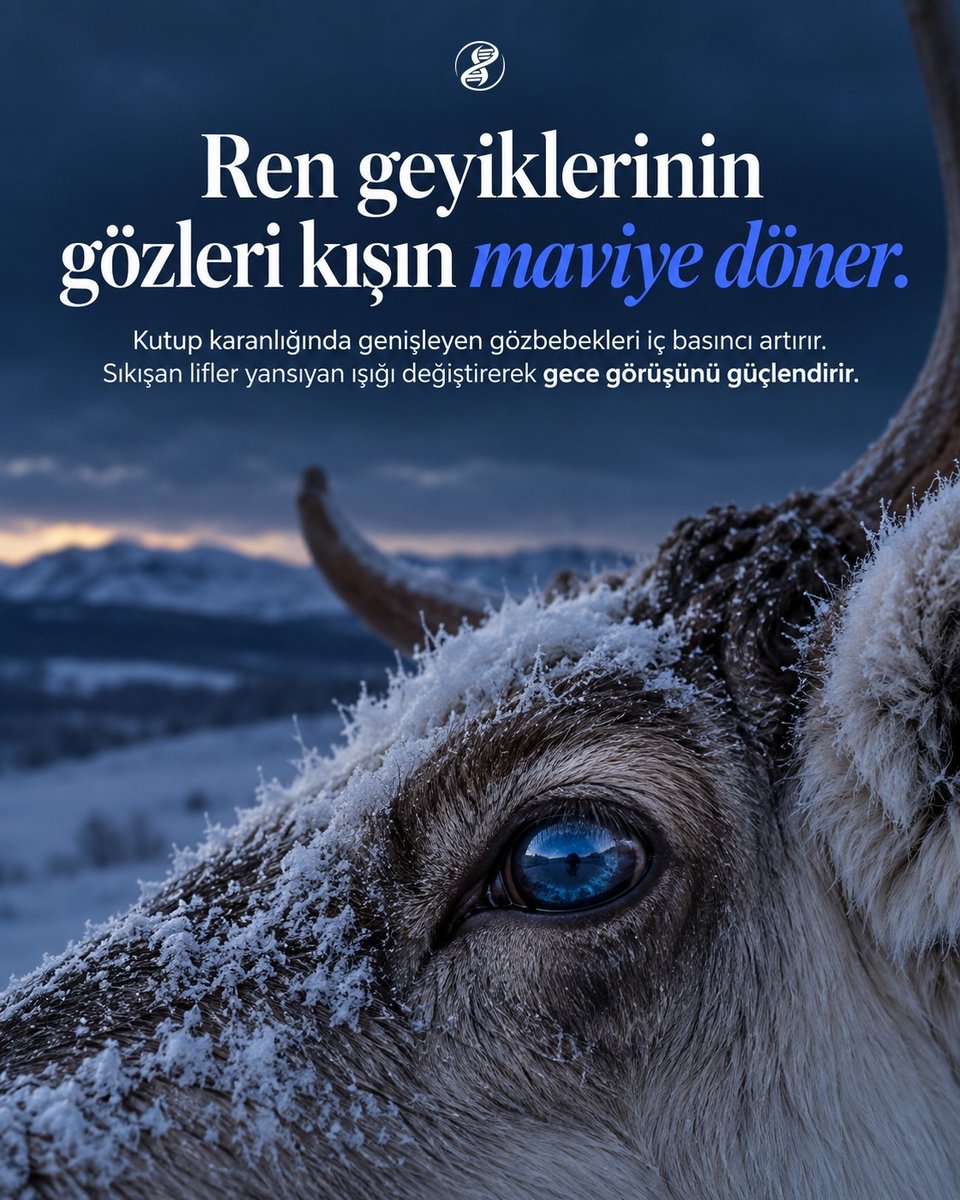 evrimagaci's tweet photo. Bir ren geyiğinin gözüne yazın bakarsanız altın sarısı parlar. Aynı göz kışın karanlığında derin bir gece mavisine döner.

Kutup kışı bastırdığında, daha fazla ışık yakalamak için gözbebekleri aylarca açık kalır. Bu durum gözün iç basıncını yavaşça artırır. Artan basınç, retinanın arkasındaki yansıtıcı tabakada yer alan kolajen liflerini birbirine sıkıştırır.

Lifler sıkıştıkça yansıyan ışığın dalga boyu değişir. Göz, kışın görüntünün netliğinden feda eder ama retinanın hassasiyetini artırır. Böylece zifiri karanlıkta etrafı görebilecek kadar aydınlık bir görüş kazanırlar. Araştırmacılar basınç ve renk değişimi arasındaki bağı ölçmüş olsalar da, sürecin içindeki bazı işlevsel adımlar hâlâ inceleniyor.

Bahar gelip güneş yeniden ufukta belirdiğinde ise basınç düşer, lifler gevşer ve gözler yeniden eski altın rengine döner.