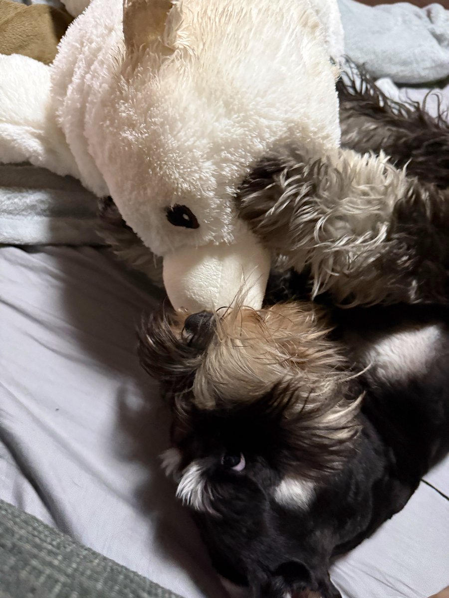 cat8bit's tweet photo. お盆明けに買ったIKEAのシロクマくんがとても気に入った模様。
愛犬のボディケアに初めて参加して整体的なマッサージを。バランス調整してもらったら姿勢が良くなった気がする。飼い主もしてもらいたい。。。 https://t.co/zuFebZXb3G