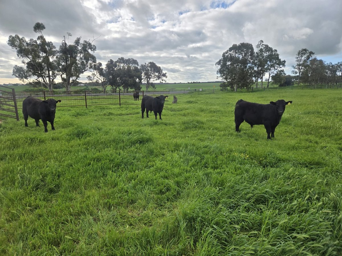 KatyKingLoves's tweet photo. I had a cool 😎 day 🐄

Cows are basically big dogs. I’ve spoken to farmers who say they tend to take on the behaviour of whatever they’re surrounded by.

Otherwise, they’re just big, cute, slightly dumb things�� which I absolutely love 🥰 https://t.co/Hr2iKxnV2u